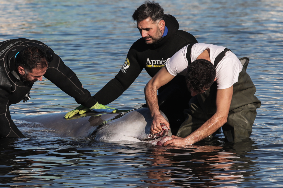 Φάλαινα στον Άλιμο: Συνεχίζεται η προσπάθεια διάσωσης-Δεν είναι καλή η πρόγνωση