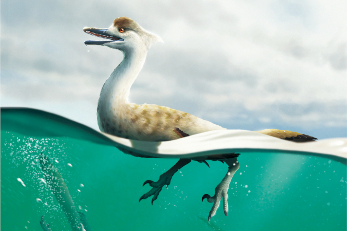 Ανακαλύφθηκε δεινόσαυρος με σώμα τύπου πιγκουίνου