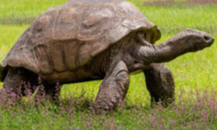 Γενέθλια για τη γηραιότερη χελώνα στον κόσμο
